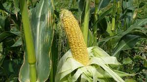 кукурузи пољопривреда