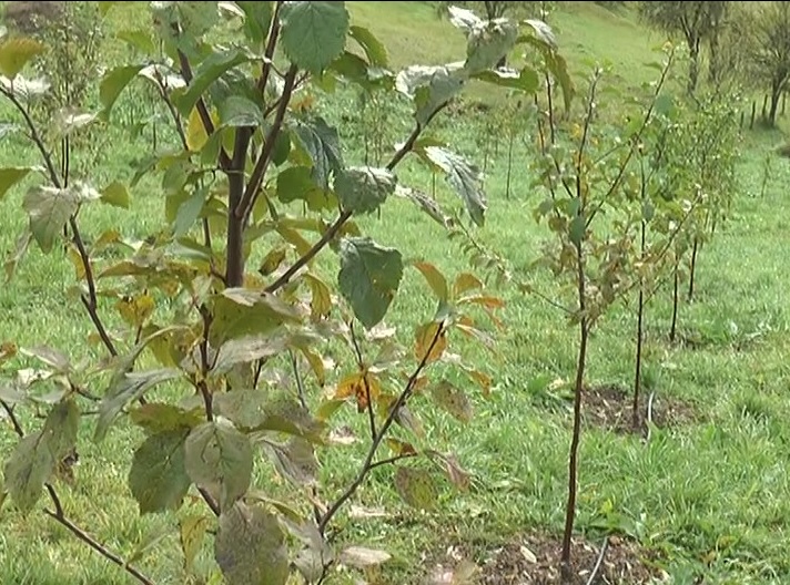 воћњак Почела исплата субвенција по хектару