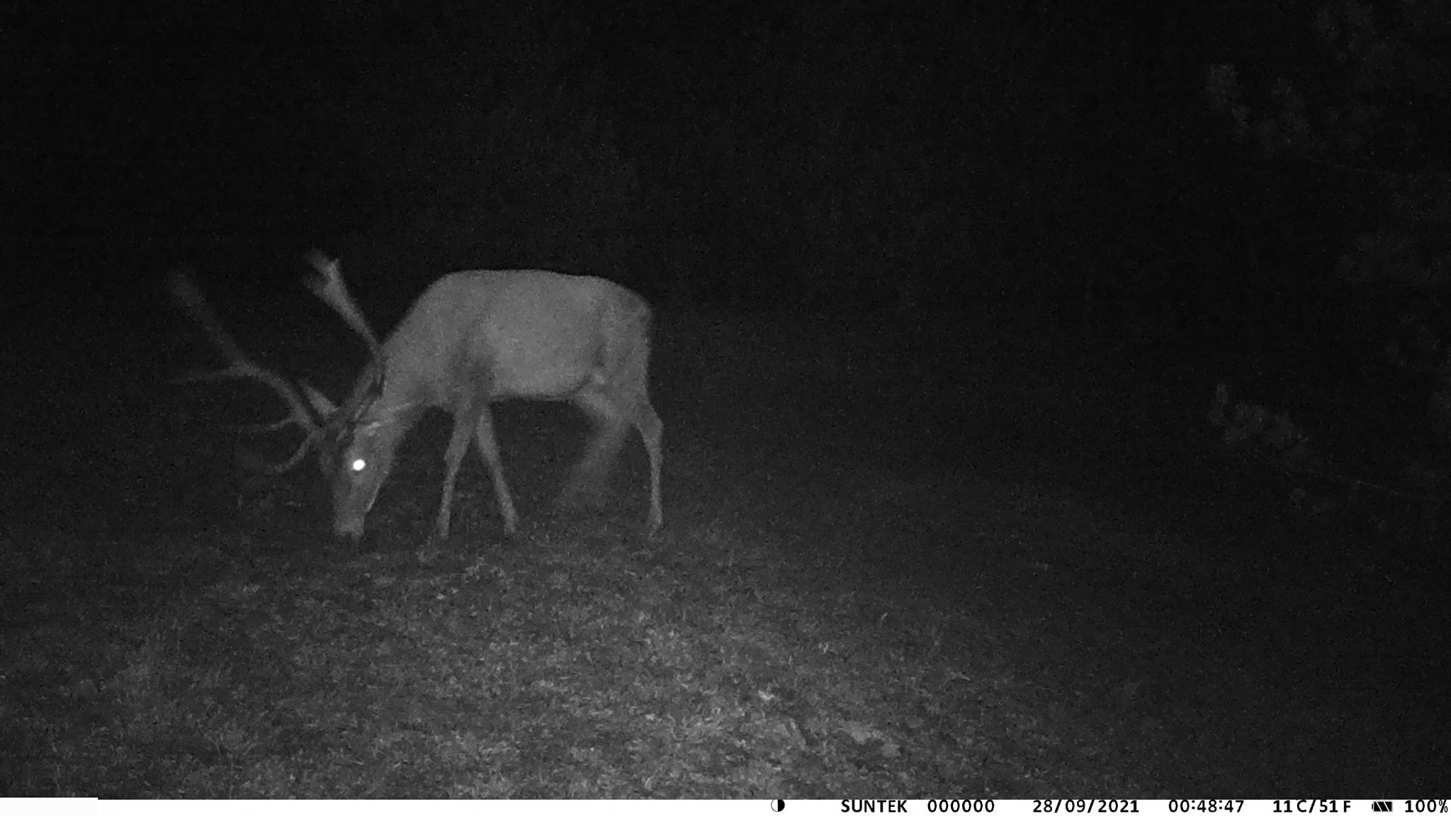 Jelen naseljen na Zlatibor jeleni