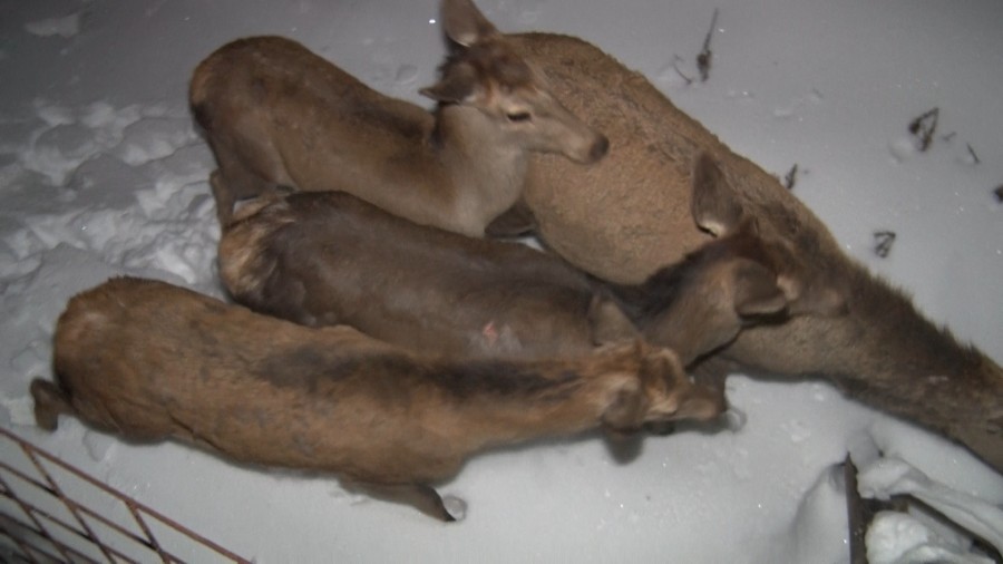 ловиште  ловиште