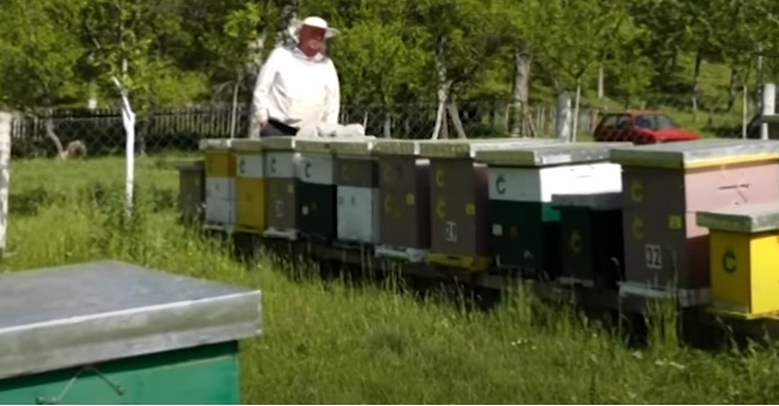 Апел за спречавање тровања пчела - илустрација вести 