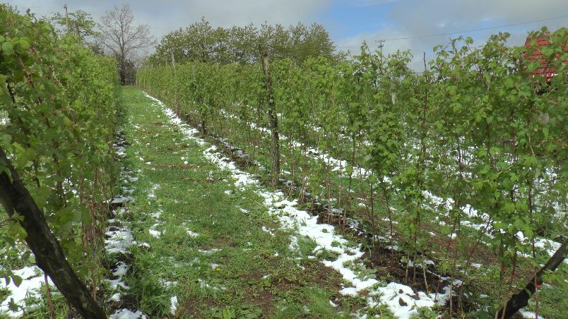 Подстицаји за осигурање у пољопривреди од 100.000 до два милиона