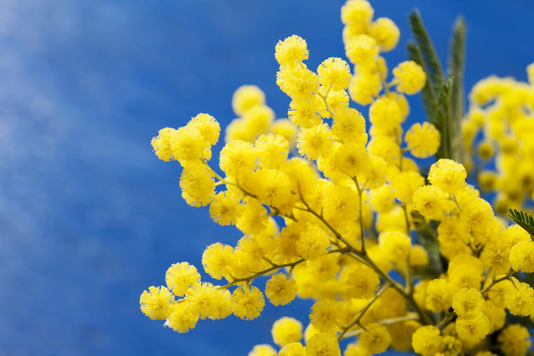 Мимоза - симбол Дана жена 