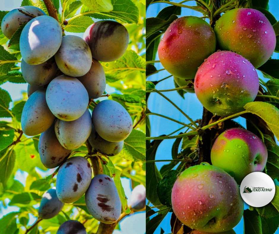 Органска биљна производња