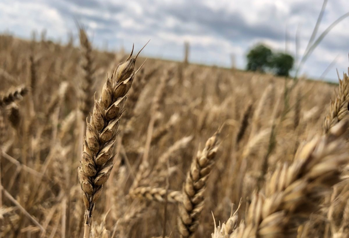пшеница