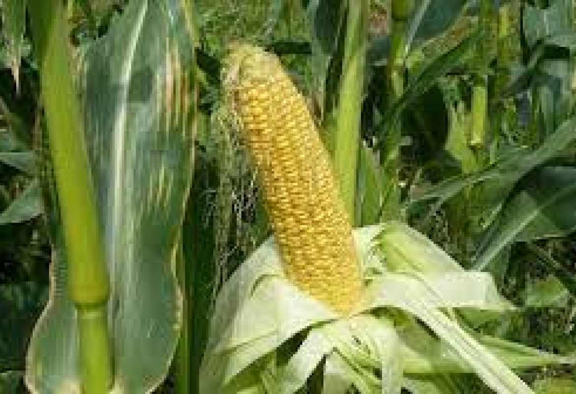 кукурузи пољопривреда