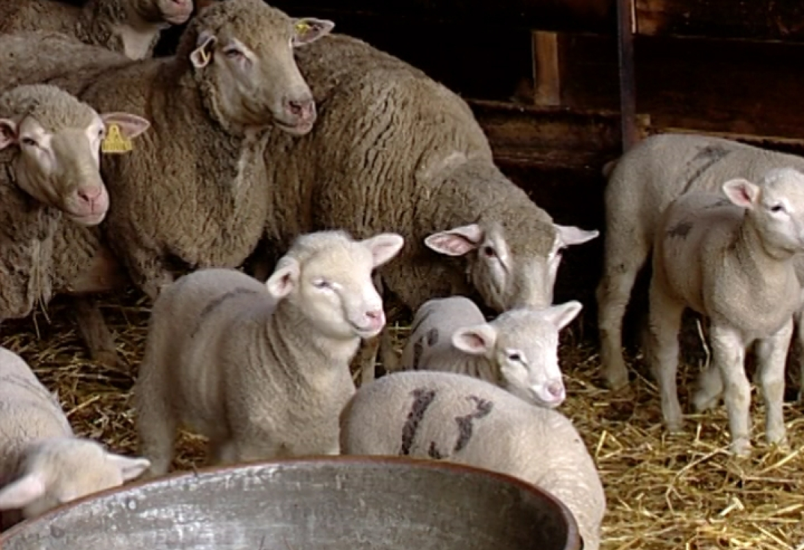 јавни позив