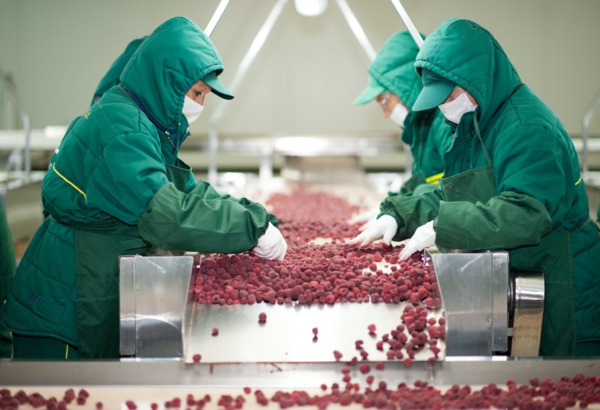 пребирање малина