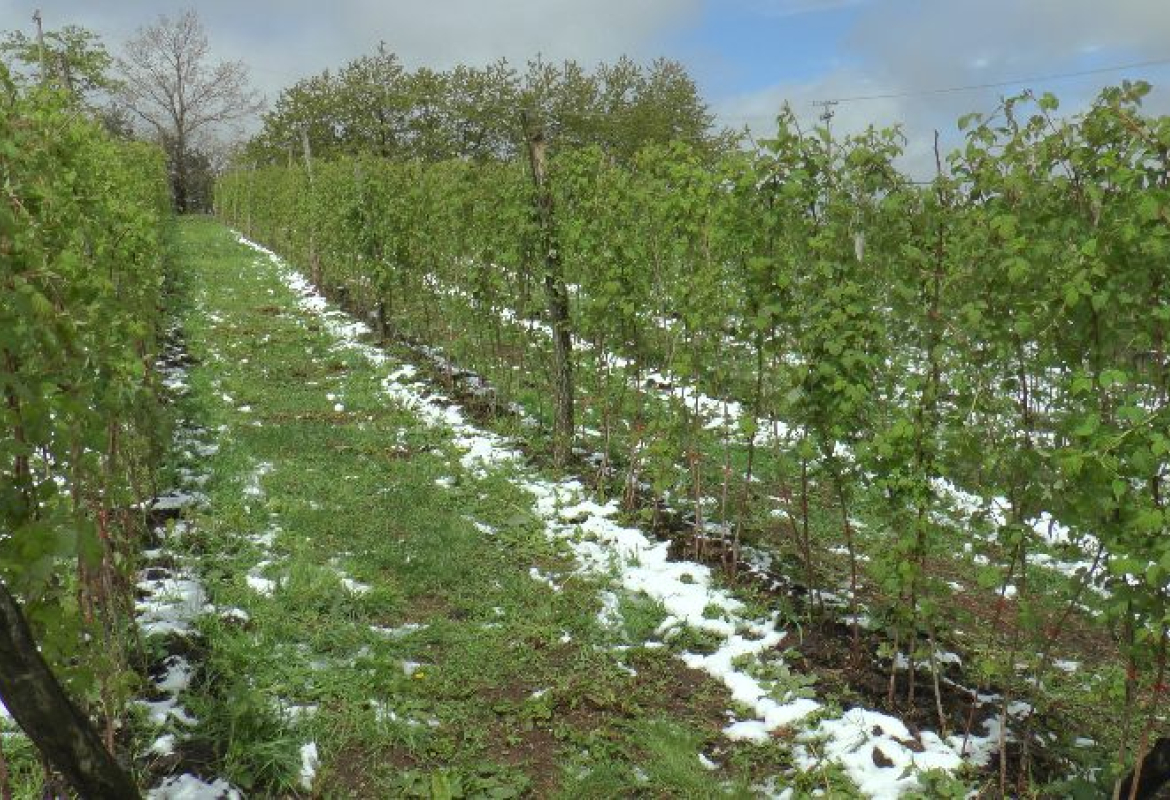 Подстицаји за осигурање у пољопривреди од 100.000 до два милиона