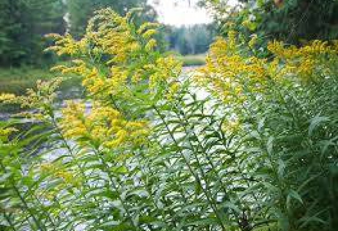 Амброзија, илустрација вести  