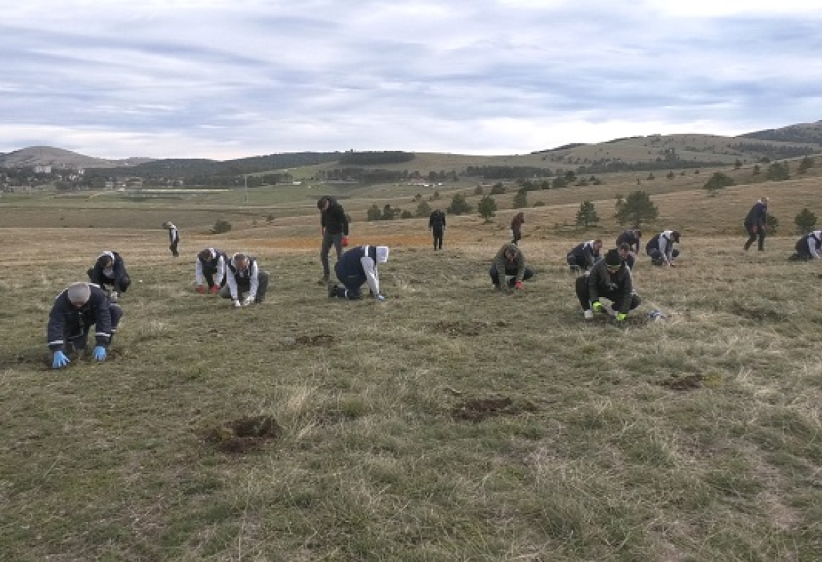 Пошумљавање