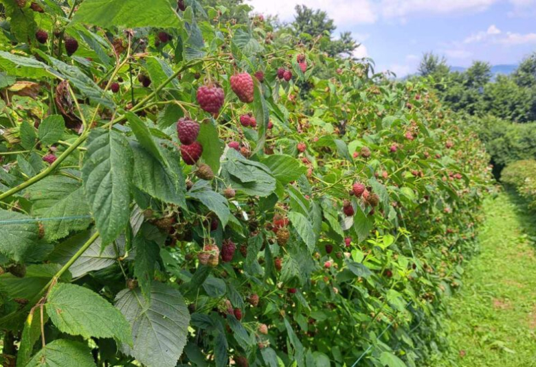 Расписан Јавни позив за подстицаје за премију осигурања биљака и животиња